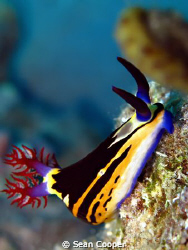 red sea nembrotha by Sean Cooper 